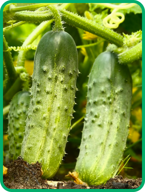 Великий огірок